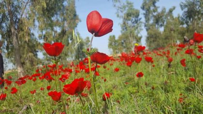 דרום אדום: איך לראות כלניות בלי להתקע בפקקים