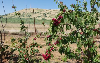 חג מתוק בגולן: קטיף הדובדבנים בעין זיוון נפתח
