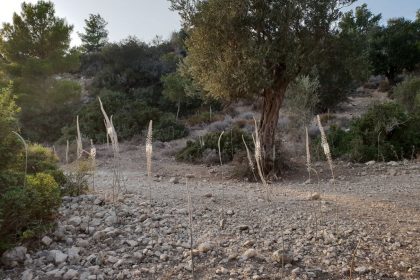 עין קדם: טיול חצבים ומעיין בכרמל