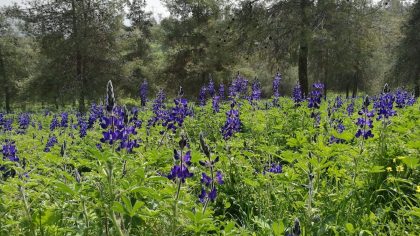 טיולי התורמוסים הכי שווים במרכז ובצפון – גם למשפחות